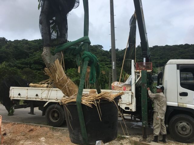 本土への樹木輸送業務(その1)の写真