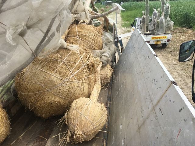 本土への樹木輸送業務(その1)の写真