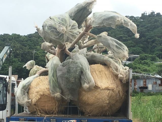 本土への樹木輸送業務(その1)の写真
