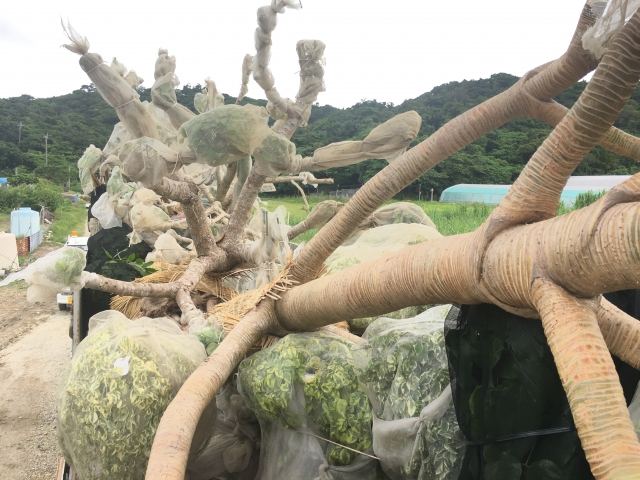 本土への樹木輸送業務(その1)の写真