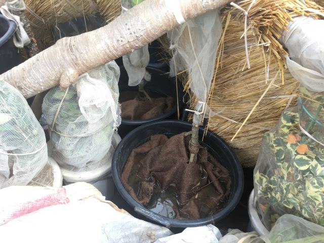 本土への樹木輸送業務(その1)の写真