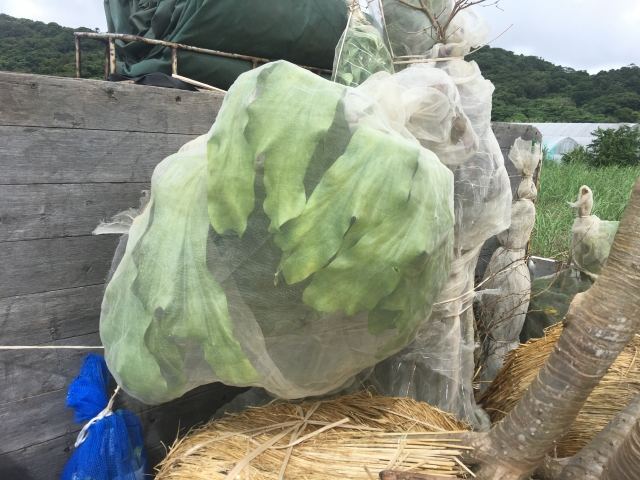 本土への樹木輸送業務(その1)の写真