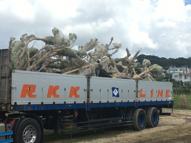 本土への樹木輸送業務(その1)の写真