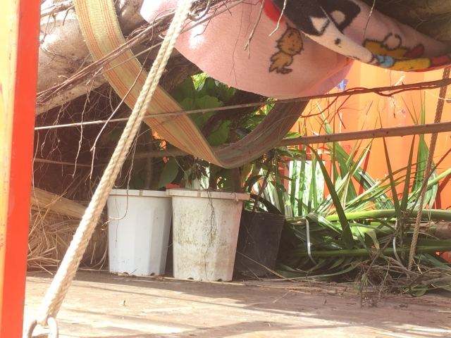 本土への樹木輸送業務（その２）の写真