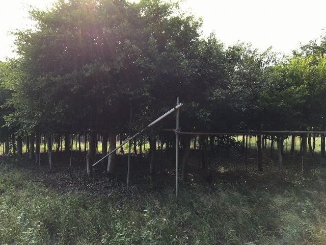 自社農場　大型樹木材料のご紹介の写真