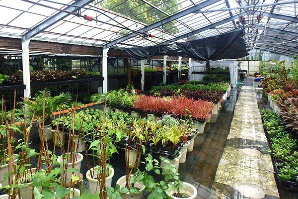 ハウスで育てている植物